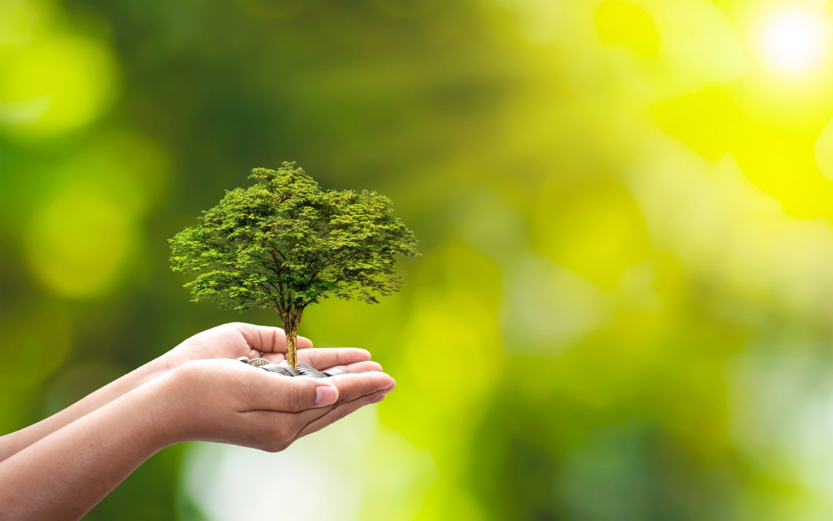 How to incorporate sustainable investment in your portfolio